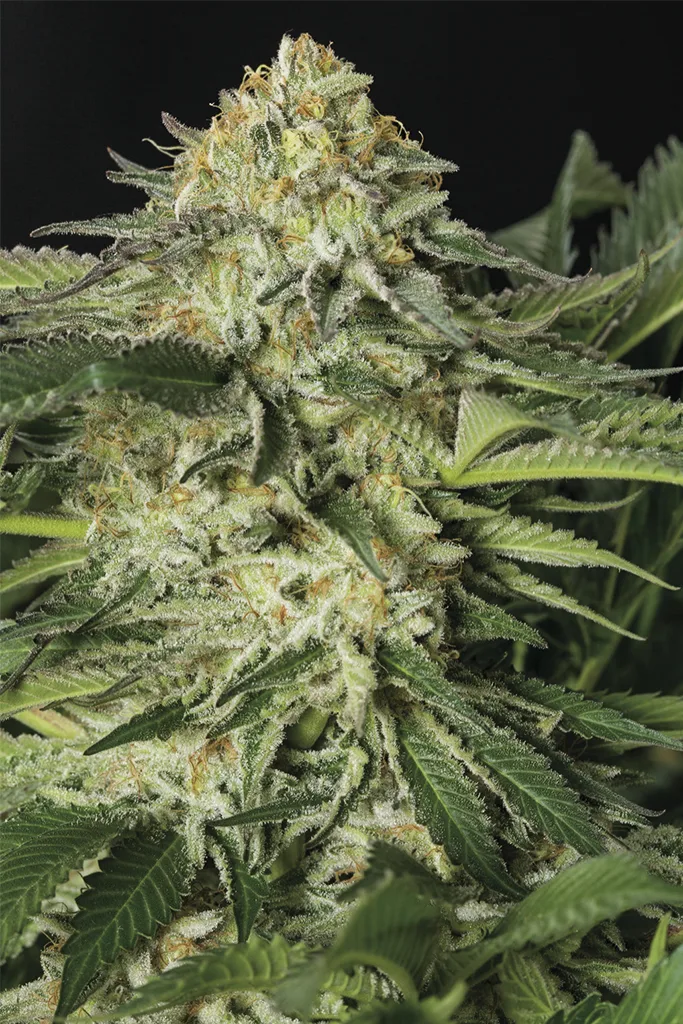 Lemon Garlic OG – Humboldt Seed Organization – Feminizowane