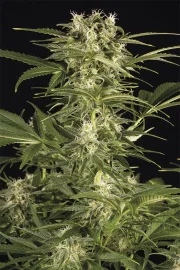 Lemon Juice Express Auto – Humboldt Seed Organization – Autoflowering