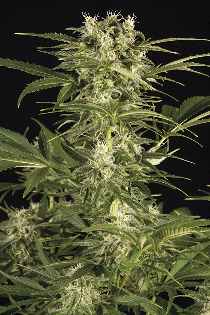 Lemon Juice Express Auto – Humboldt Seed Organization – Autoflowering