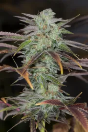 Lemon Kush Headband – Humboldt Seed Organization – Feminizowane