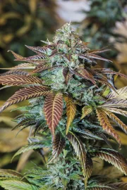 Lemon Kush Headband – Humboldt Seed Organization – Feminizowane