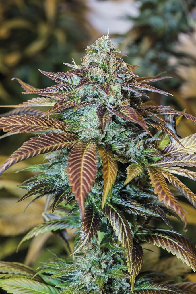 Lemon Kush Headband – Humboldt Seed Organization – Feminizowane