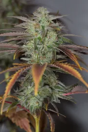 Lemon Kush Headband – Humboldt Seed Organization – Feminizowane