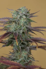 Lemon Kush Headband – Humboldt Seed Organization – Feminizowane