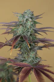 Lemon Kush Headband – Humboldt Seed Organization – Feminizowane