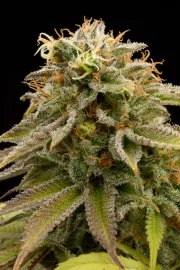 Lemon Thai Kush – Humboldt Seed Organization – Feminizowane