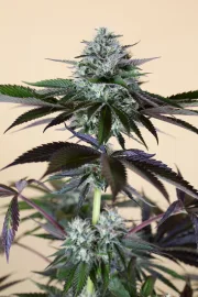 Lost Coast Hashplant – Humboldt Seed Organization – Feminizowane