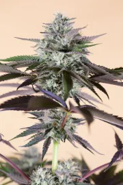 Lost Coast Hashplant – Humboldt Seed Organization – Feminizowane