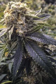 Lost Coast Hashplant – Humboldt Seed Organization – Feminizowane