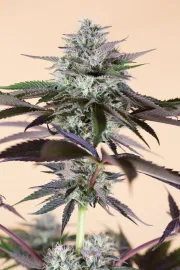 Lost Coast Hashplant – Humboldt Seed Organization – Feminizowane