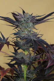 Lost Coast OG – Humboldt Seed Organization – Feminizowane