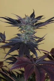 Lost Coast OG – Humboldt Seed Organization – Feminizowane