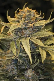Lost Coast OG – Humboldt Seed Organization – Feminizowane