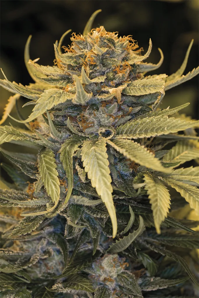 Lost Coast OG – Humboldt Seed Organization – Feminizowane
