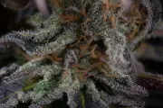 Lost Coast OG – Humboldt Seed Organization – Feminizowane