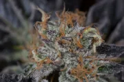 Lost Coast OG – Humboldt Seed Organization – Feminizowane