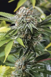 Mango Sapphire – Humboldt Seed Organization – Feminizowane