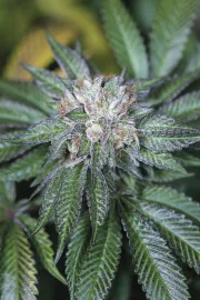 Master Kush – Humboldt Seed Organization – Feminizowane