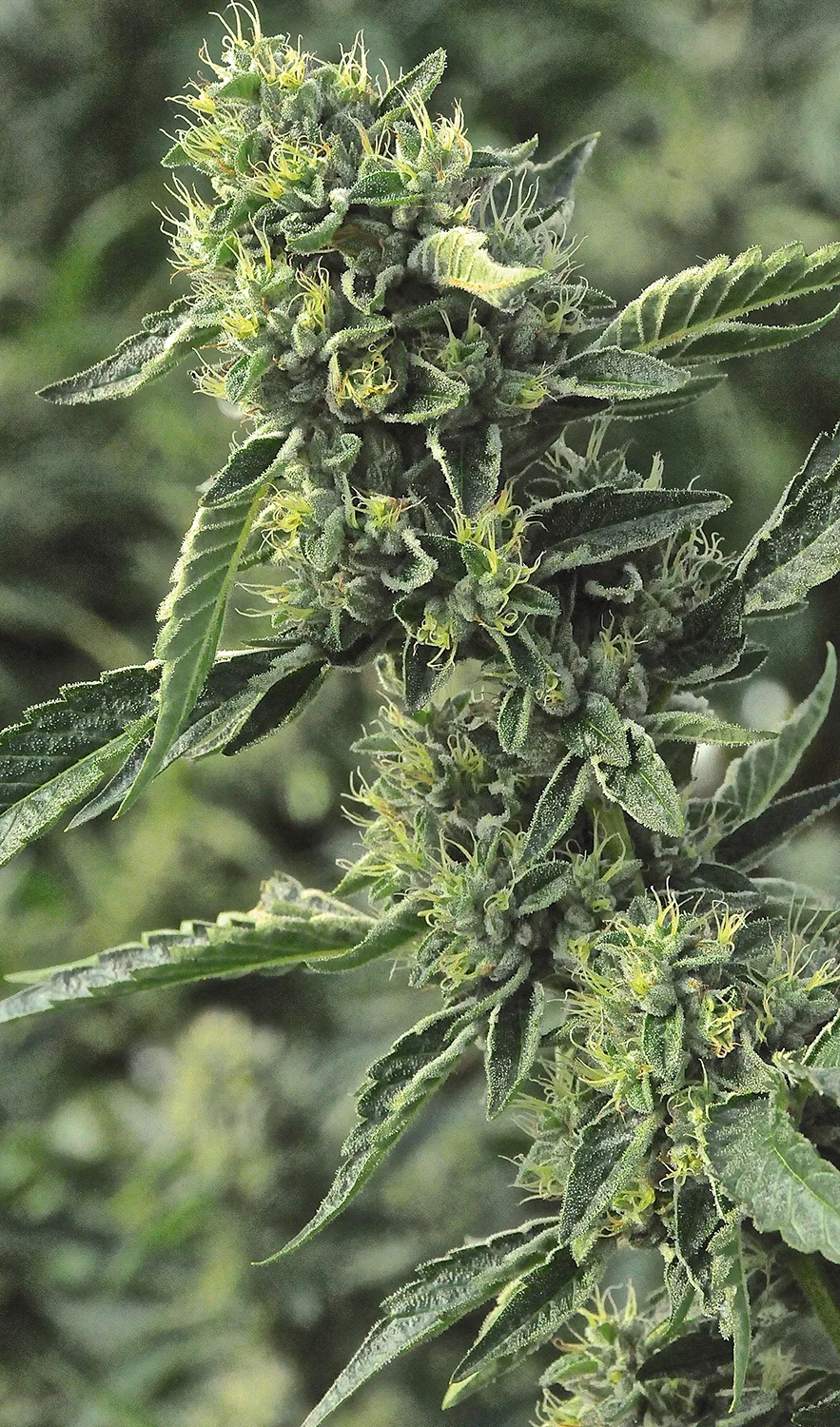 OG Kush – Humboldt Seed Organization – Feminizowane
