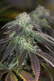 OG Kush – Humboldt Seed Organization – Feminizowane