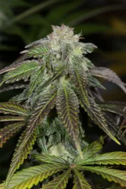 OG Kush – Humboldt Seed Organization – Feminizowane
