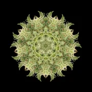 OG Kush – Humboldt Seed Organization – Feminizowane