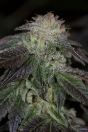 OG Kush – Humboldt Seed Organization – Feminizowane