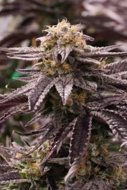 OGKZ – Humboldt Seed Organization – Feminizowane