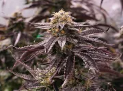 OGKZ – Humboldt Seed Organization – Feminizowane