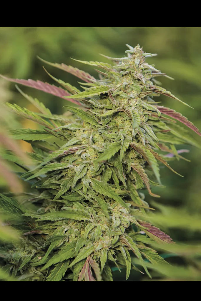 Purple Trainwreck – Humboldt Seed Organization – Feminizowane