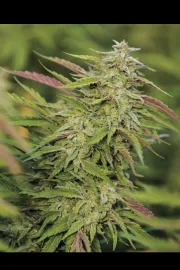 Purple Trainwreck – Humboldt Seed Organization – Feminizowane