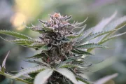 Sapphire Scout – Humboldt Seed Organization – Feminizowane