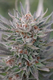 Sapphire Scout – Humboldt Seed Organization – Feminizowane