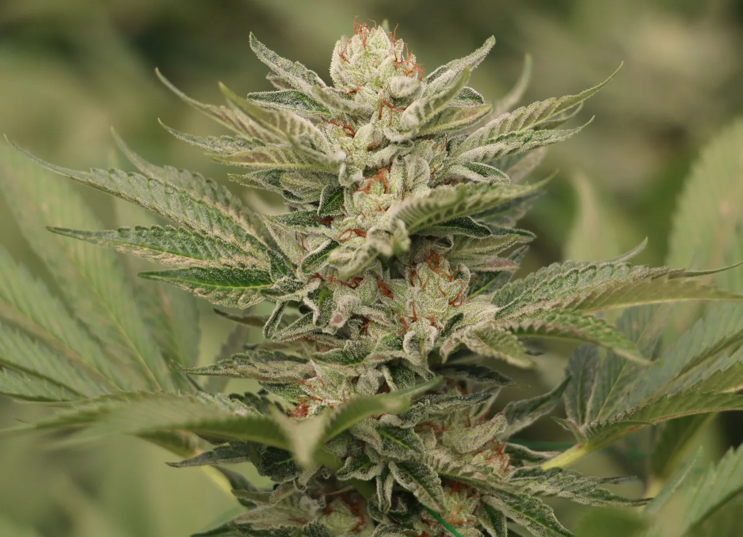 Sapphire Scout – Humboldt Seed Organization – Feminizowane