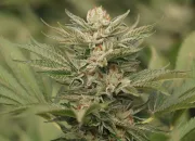 Sapphire Scout – Humboldt Seed Organization – Feminizowane