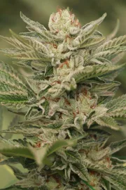 Sapphire Scout – Humboldt Seed Organization – Feminizowane