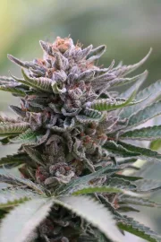 Sapphire Scout – Humboldt Seed Organization – Feminizowane
