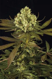 Sour Blueberry – Humboldt Seed Organization – Feminizowane