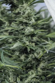 Sour Diesel #2 – Humboldt Seed Organization – Feminizowane