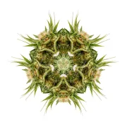 Sour Diesel #2 – Humboldt Seed Organization – Feminizowane