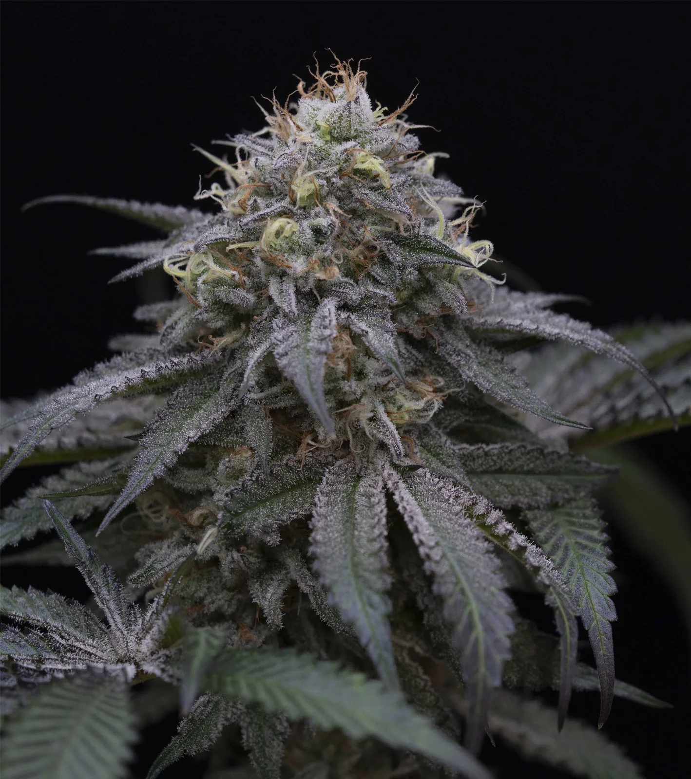 Sugar Breath – Humboldt Seed Organization – Feminizowane