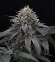 Sugar Breath – Humboldt Seed Organization – Feminizowane