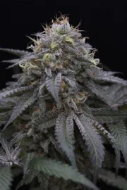Sugar Breath – Humboldt Seed Organization – Feminizowane