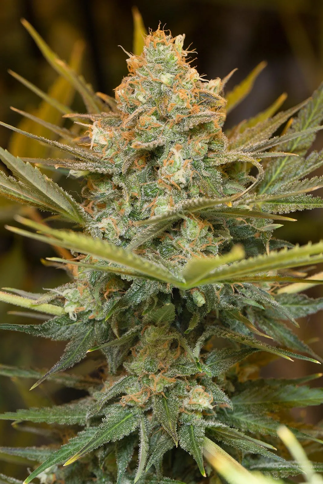 Three Blue Kings – Humboldt Seed Organization – Feminizowane