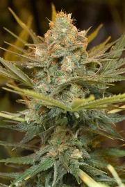 Three Blue Kings – Humboldt Seed Organization – Feminizowane