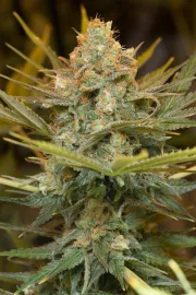 Three Blue Kings – Humboldt Seed Organization – Feminizowane
