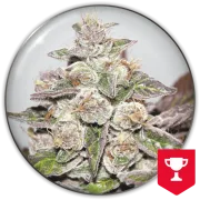 Mendocino Purple Kush – Medical Seeds – Feminizowane