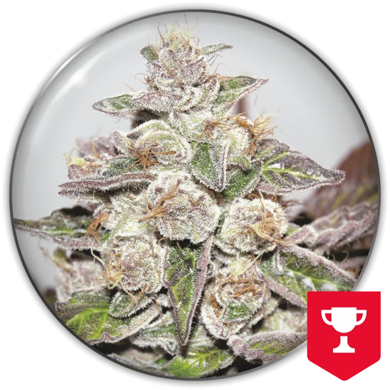 Mendocino Purple Kush – Medical Seeds – Feminizowane