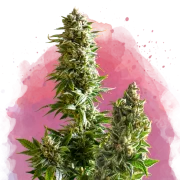 Nirvana Master Kush – Nirvana Seeds – Feminizowane