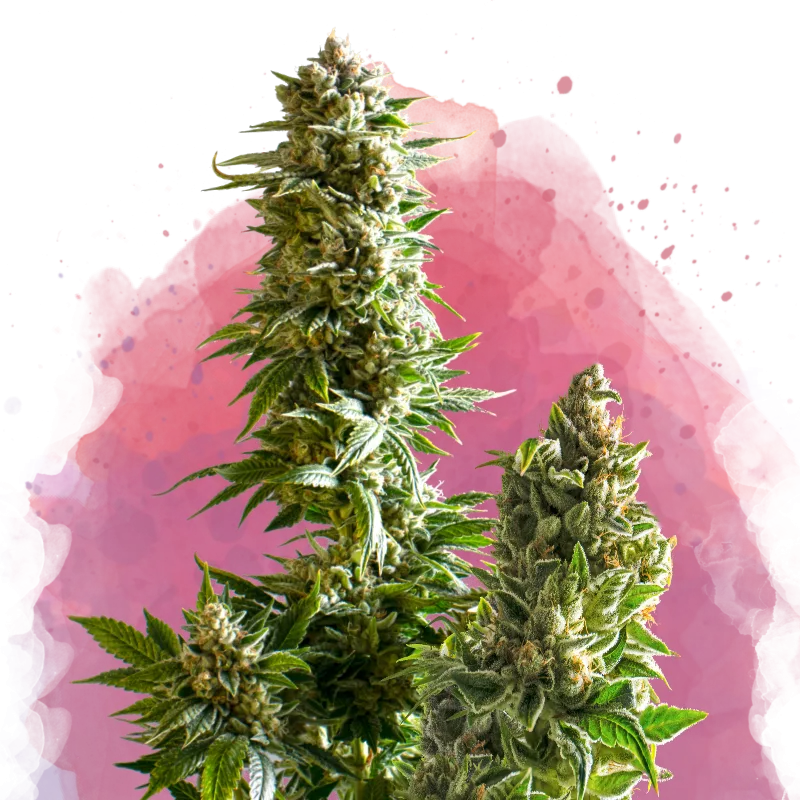 Nirvana Master Kush – Nirvana Seeds – Feminizowane